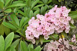 ピンク色の花,街路樹