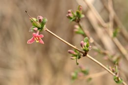 ピンクの花が咲く木の名前