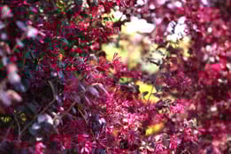pink flowers in Japan