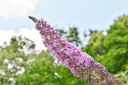 ピンクの花が咲く低木,種類