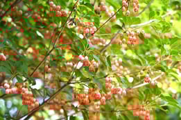 桃色の花,種類,樹木