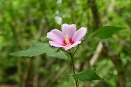 pink flowers in Japan