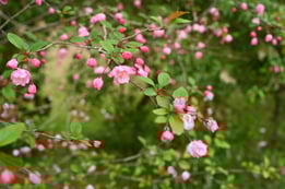 ピンクの花が咲く木,何