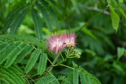 ピンクの花,樹木,何