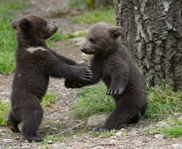 Ourson parc argelès-gazost - Gîte Casa Bonita