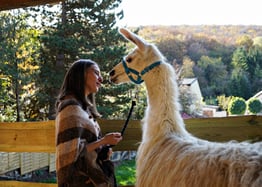 Coaching to go, Beratung im Gehen, Lamawanderung, tiergestützte psychologische Beratung mit Lamas, Lebens-und Sozialberatung, tiergestützte Interventionen, Lamawanderung, Lama Mama, Sommerein, Niederösterreich
