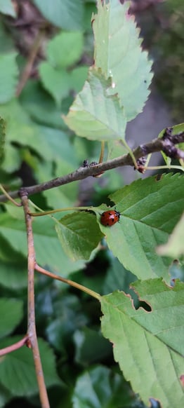 Isabelle Schaffner, Gunzgen