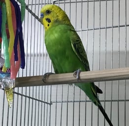 コロ＠セキセイインコ（認定NPO法人tsubasa）