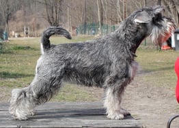 Volcano Avacha Mengo Celebration