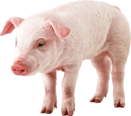 cochon  image  transparent  png pour illustration ecole montessori