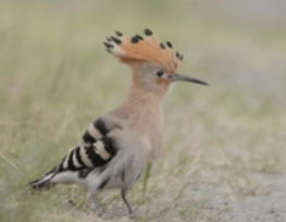 Wiederhopf mit seinem einzigartigen Kopfgefieder