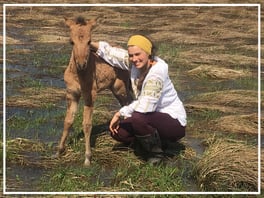 Sonitschka, ein Huzulenfohlen 