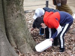 エノキの落葉の中に幼虫が見つかりました
