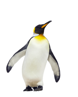 Image animaux detourée transparent sur fond blanc manchot empereur penguin png