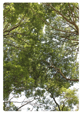 公園の新緑。ココロの奥からのサインを見逃すな！