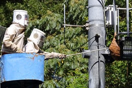 スズメバチ駆除