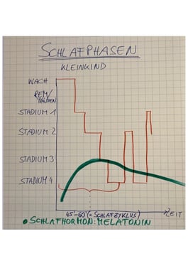 auf einem Flipchart ist eine handschriftliche Grafik zu den Schlafphasen eines Kleinkindes zu sehen. Das sind Traumschlaf, Stadium 1, Stadium 2, Stadium 3, Stadium 4. Das Durchlafuen der Stadien dauert 45-50 Minuten und entspricht somit einem SChlafzyklus