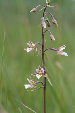 Sumpf-Stendelwurz (Epipactis palustris) 