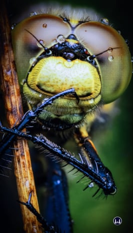 Rory J. Lewis: Libelle