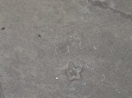 Asteractinella expansa, « Pas de loup »  Martelaarsplein, Brussel