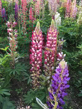 ルピナス　花木センター　東京デザインセンター　栃木県家具　鹿沼市　東京インテリア　ショールーム