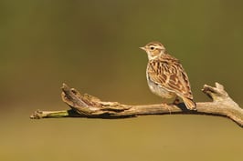 Foto: Naturschutzgruppe Weiherhammer u.U.