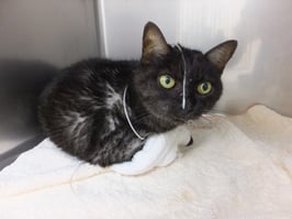 ◆経鼻栄養カテーテル