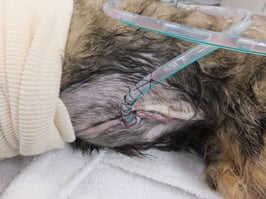 ◆術後の管理　腹腔ドレナージ