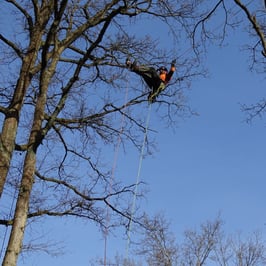 Baumkletterer helfen uns Sicherheit an Straßen und Wegen zu gewährleisten ohne alte Bäume vollständig zu entfernen. Foto: Martin Werneyer