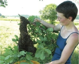 Bienenschwarm einfangen