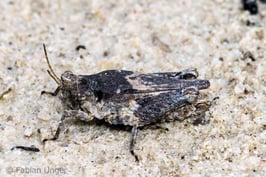 Türks Dornschrecke, Foto: Fabian Unger, LBV