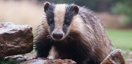 link to reporting form