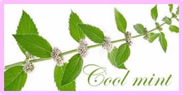 ブラックミント