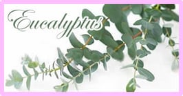 ユーカリミント