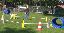 Eine Frau und ein Hund am Longierkreis.