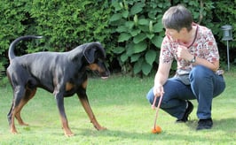 Dobermann und Frau mit Ball.