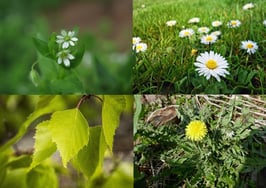 Dobermann und Frau mit Ball.