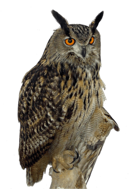 hibou grand duc transparent png pour ecole devoir montessori