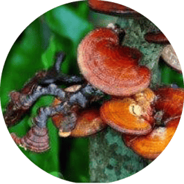 Vitalpilze - Behandlungen bei Praxis Bodycare in Rombach, Aarau