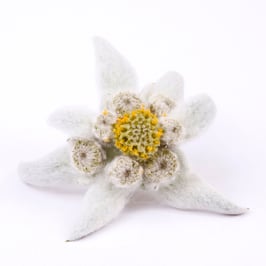 Alpaflor® Edelweiss CB*