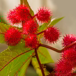 Rizinusöl - kalt gepresst BIO