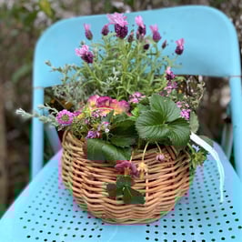 春風ストロベリーバスケット ２