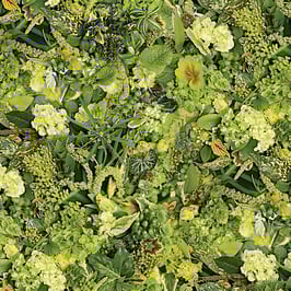 Verdure - Green, Hand Picked-First Light, Maywood 07018550823