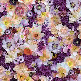 Peach Beauty - Purple/Peach, Hand Picked-First Light, Maywood 07018550823