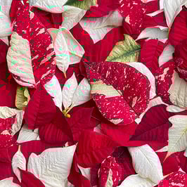 Noel Red/White, Weihnachtssterne, Hand Picked Christmas, Maywood Studio 10018050824