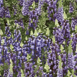 Rittersporn (Larkspur), Timeless Teasures 12117650614