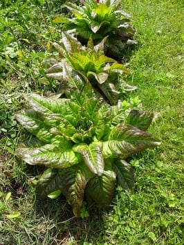 Pflück-Salat "Teufelsohren"