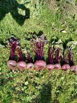 Rote Beete "Ägyptische Plattrunde"