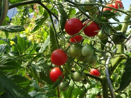 Cocktailtomate "Rose Quartz Multiflora"