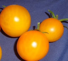 Buschtomate "Polyarnye"